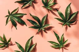 How Technology is Revolutionizing the Cannabis Industry How Technology is Revolutionizing the Cannabis Industry