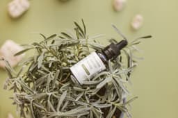 A Beginner's Guide to Cultivating Cannabis at Home  A Beginner's Guide to Cultivating Cannabis at Home